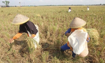 ‘Siêu El Niño’ có thể gây cú sốc giá lương thực toàn cầu đến năm 2028
