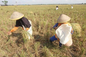 ‘Siêu El Niño’ có thể gây cú sốc giá lương thực toàn cầu đến năm 2028