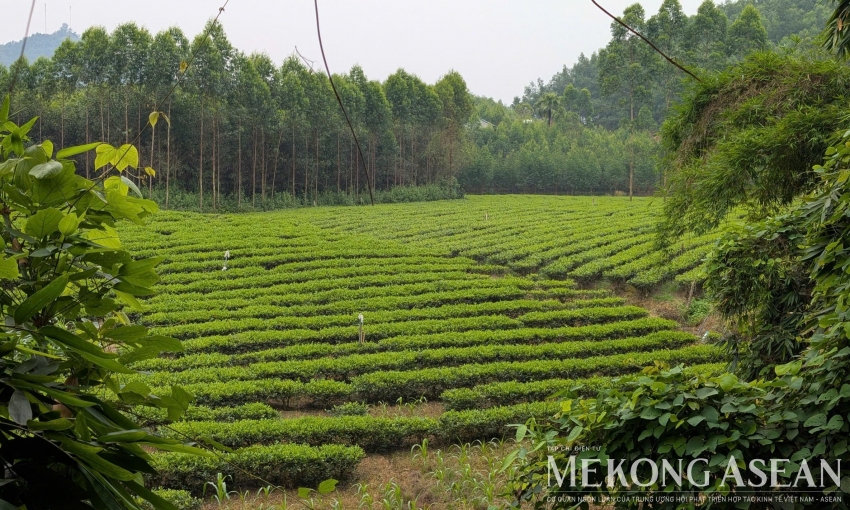 Xuất khẩu chè sang Malaysia tiếp tục xu hướng tăng