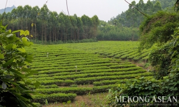 Xuất khẩu chè sang Malaysia tiếp tục xu hướng tăng