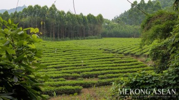 Xuất khẩu chè sang Malaysia tiếp tục xu hướng tăng