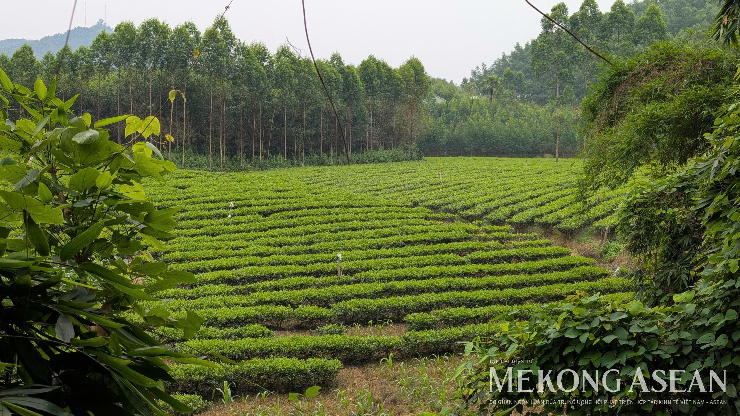 Xuất khẩu chè sang Malaysia tiếp tục xu hướng tăng