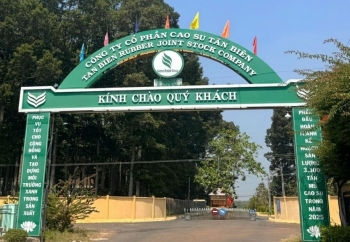 Cao su Tân Biên báo lãi quý 2/2026 giảm hơn 50%