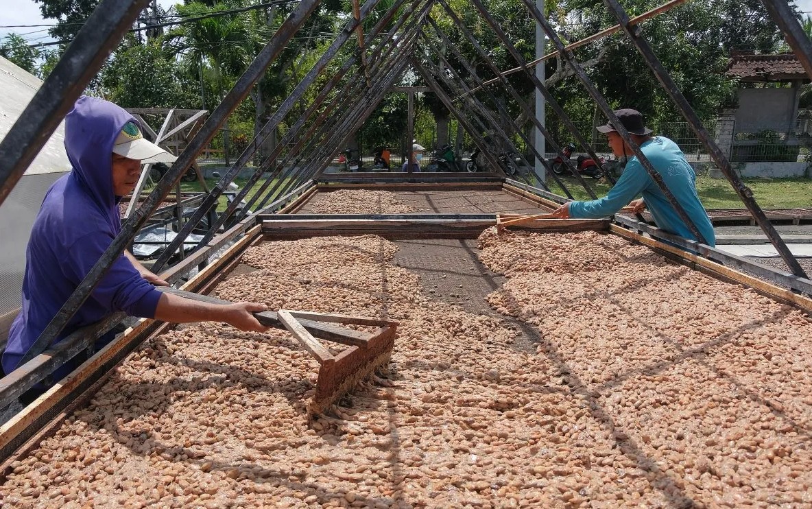 Indonesia tham vọng trở thành trung tâm sản xuất ca cao hàng đầu thế giới