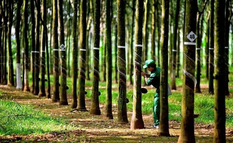 Một công ty cao su sắp thưởng cổ phiếu với tỷ lệ 300%
