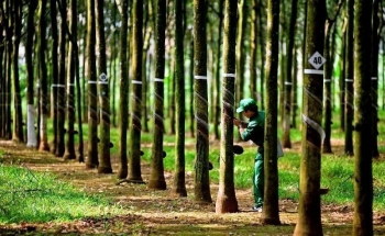Một công ty cao su sắp thưởng cổ phiếu với tỷ lệ 300%