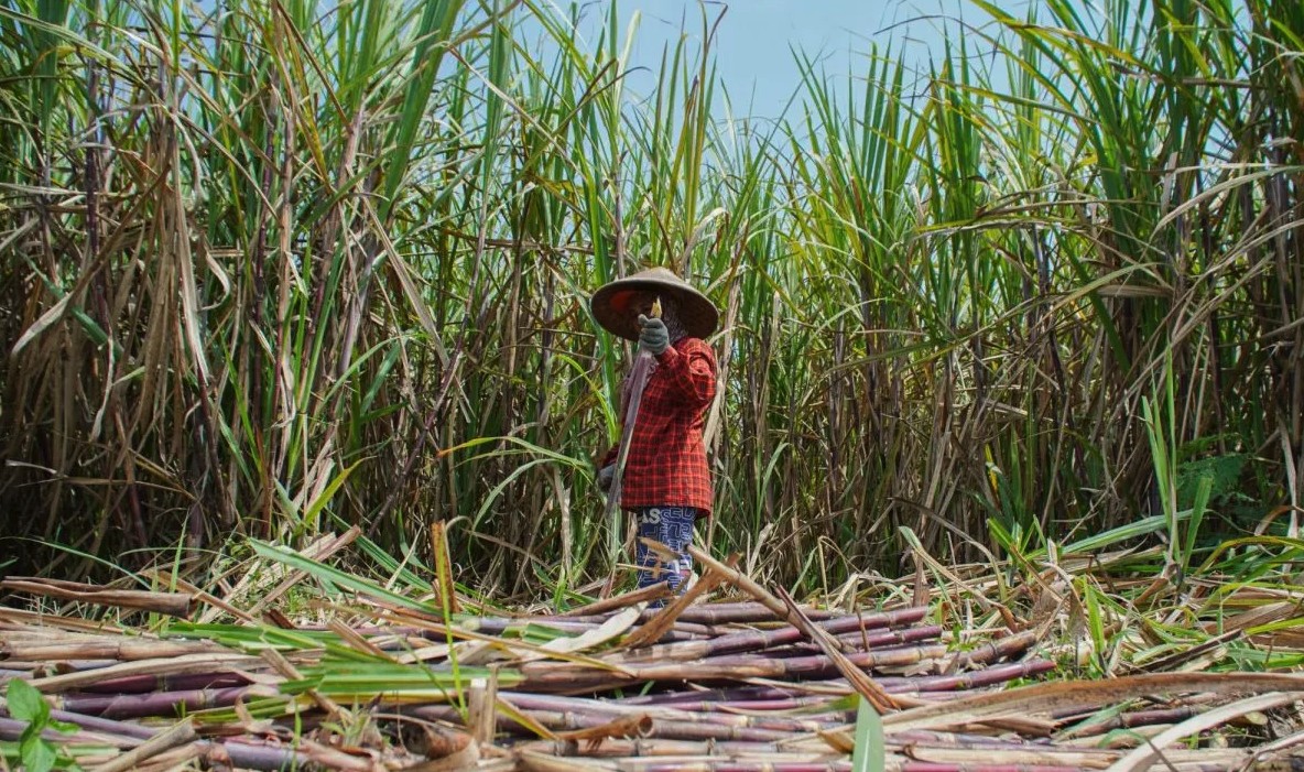 Chính phủ Indonesia siết chặt nhập khẩu đường tinh luyện