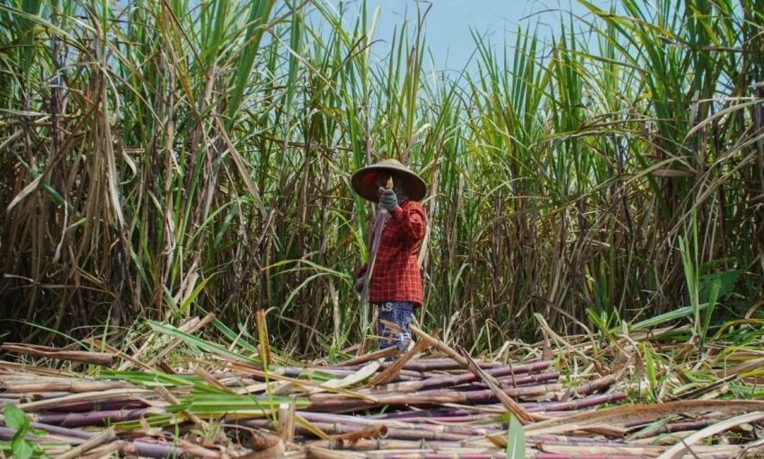 Chính phủ Indonesia siết chặt nhập khẩu đường tinh luyện