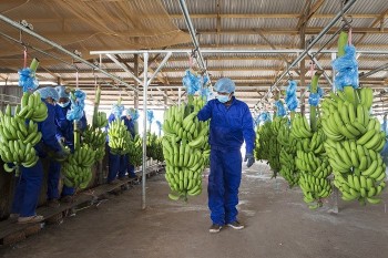 Công ty con của HAGL chốt giá IPO hơn 60.000 đồng/cp