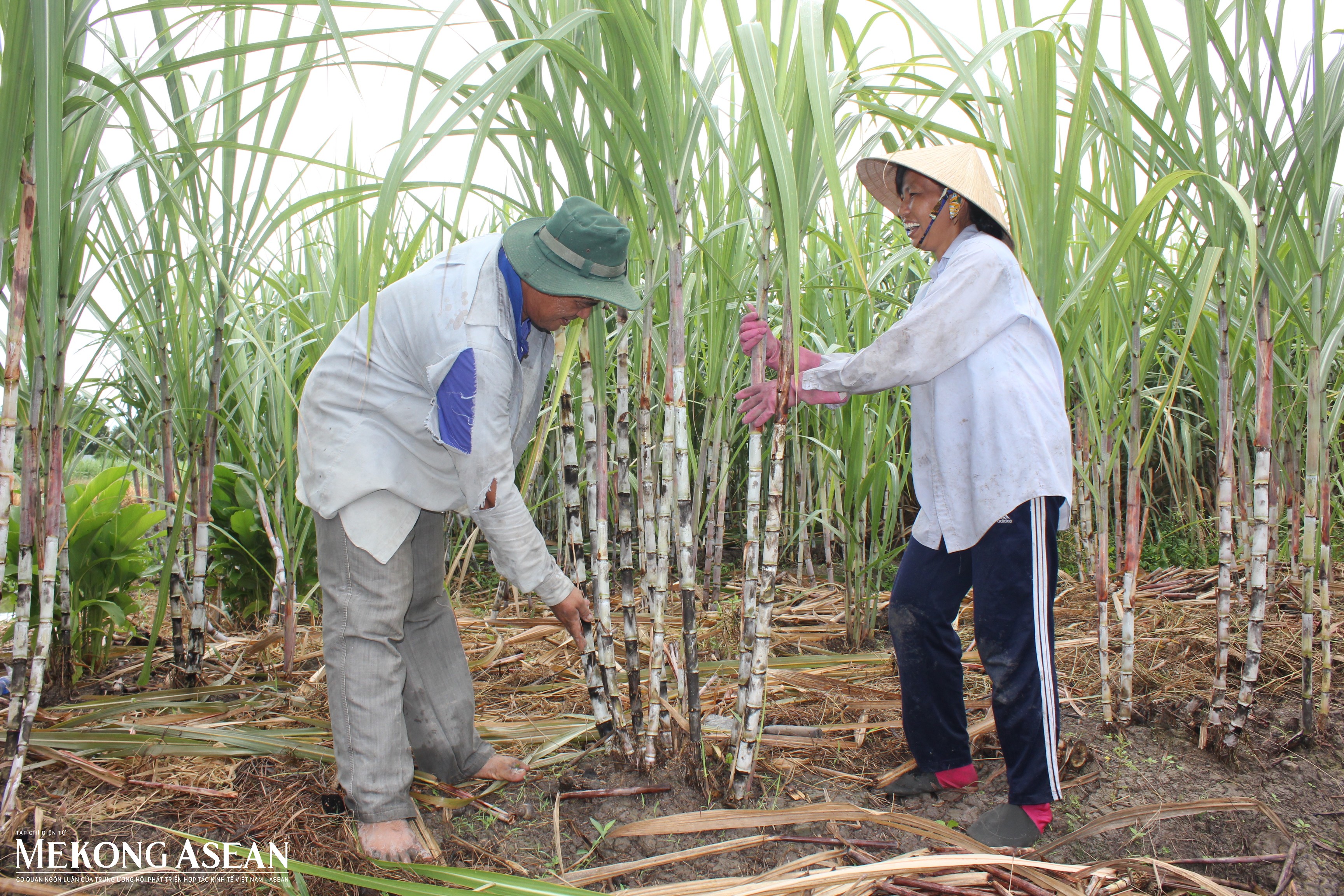 Sức ép của ngành mía đường