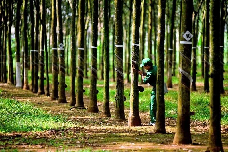Cao su Tây Ninh chốt ngày chia cổ phiếu thưởng tỉ lệ 300%