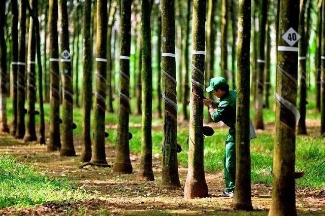 Cao su Tây Ninh chốt ngày chia cổ phiếu thưởng tỉ lệ 300%