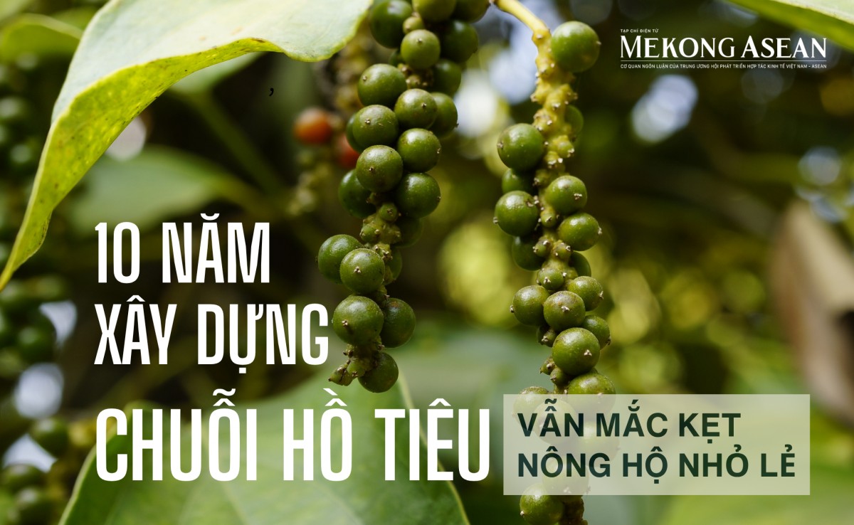 Hơn 10 năm xây chuỗi hồ tiêu bền vững vẫn vướng nút thắt nông hộ nhỏ lẻ