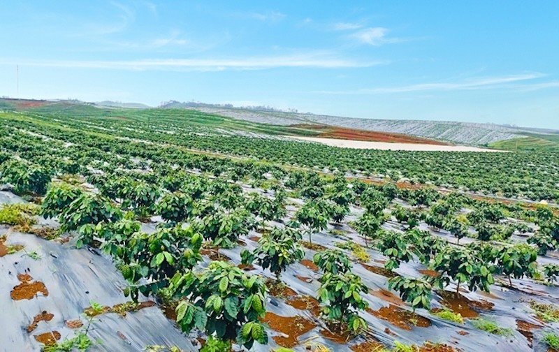 HAGL chuyển nhượng gần 15 triệu cổ phần HGI với giá thấp hơn IPO