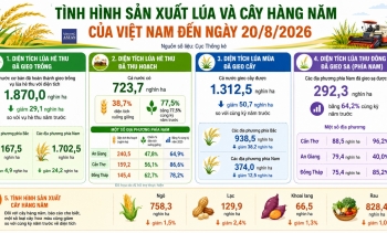 Nông nghiệp tháng 8: diện tích lúa giảm, chăn nuôi và thủy sản giữ đà tăng trưởng