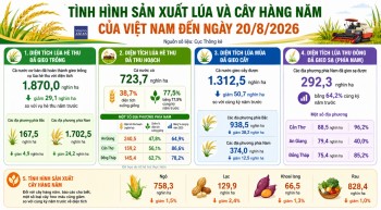 Nông nghiệp tháng 8: diện tích lúa giảm, chăn nuôi và thủy sản giữ đà tăng trưởng