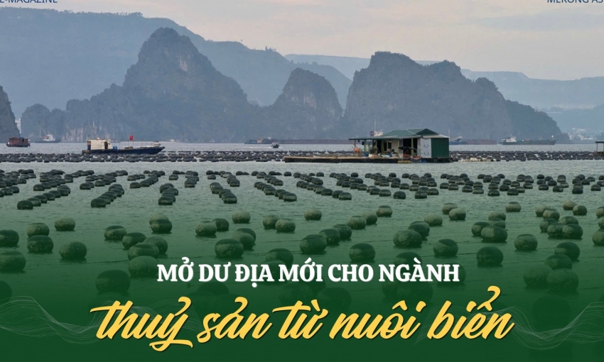 Mở dư địa mới cho ngành thuỷ sản từ nuôi biển