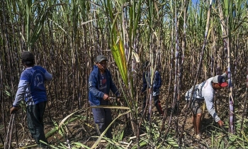 Indonesia dành 2 triệu hecta đất phục vụ sản xuất nhiên liệu sinh học