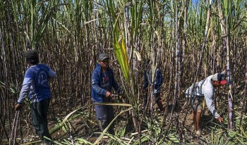 Indonesia dành 2 triệu hecta đất phục vụ sản xuất nhiên liệu sinh học