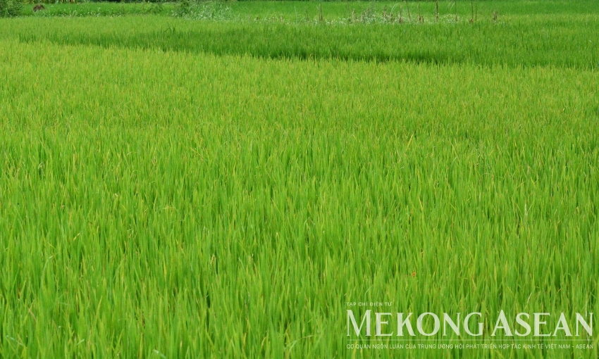 Nâng mục tiêu diện tích lúa chất lượng cao lên 1,65 triệu ha
