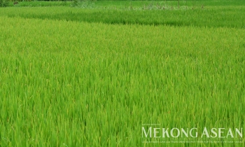 Nâng mục tiêu diện tích lúa chất lượng cao lên 1,65 triệu ha