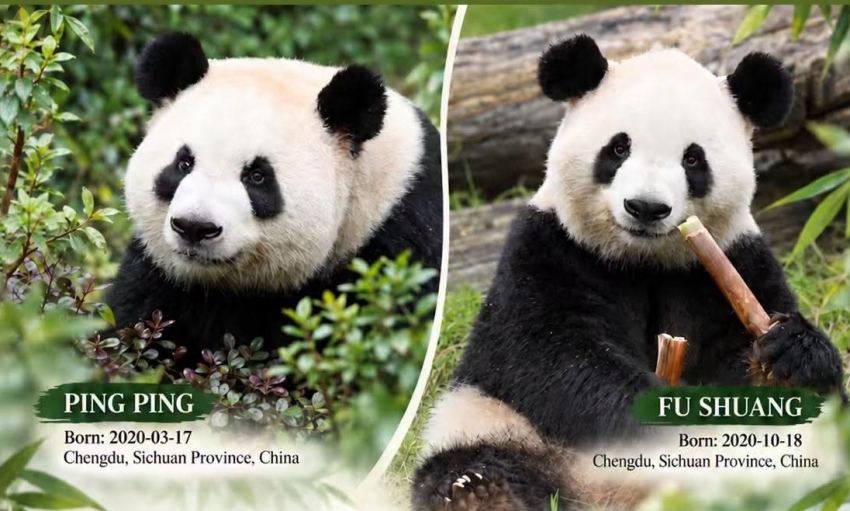 Trung Quốc gửi cặp ‘Đại sứ’ gấu trúc tới Mỹ