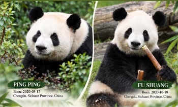 Trung Quốc gửi cặp ‘Đại sứ’ gấu trúc tới Mỹ