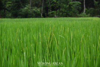 Sản xuất nông nghiệp quý 3 duy trì xu hướng tích cực