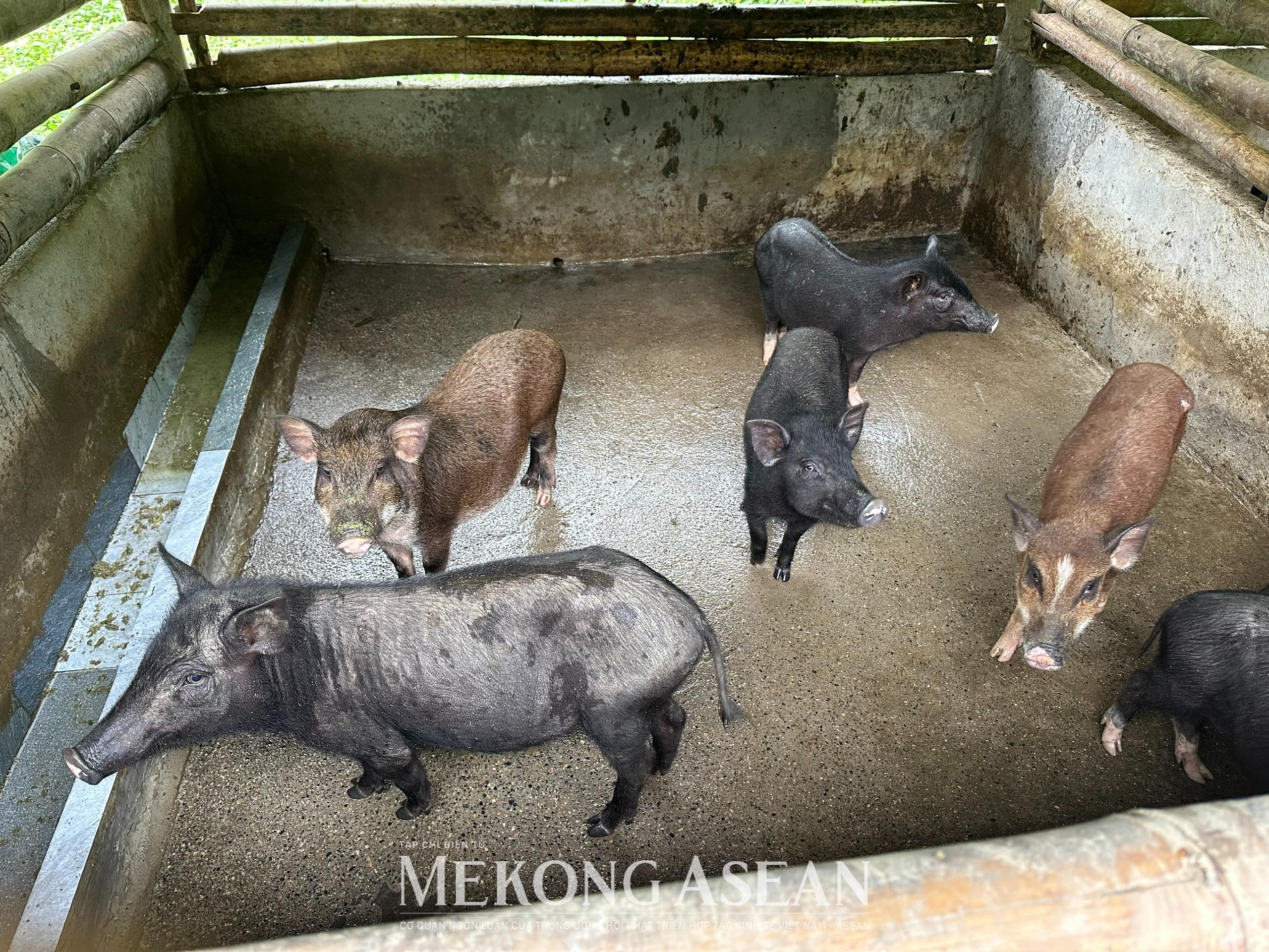 Sản xuất nông nghiệp quý 3 duy trì xu hướng tích cực