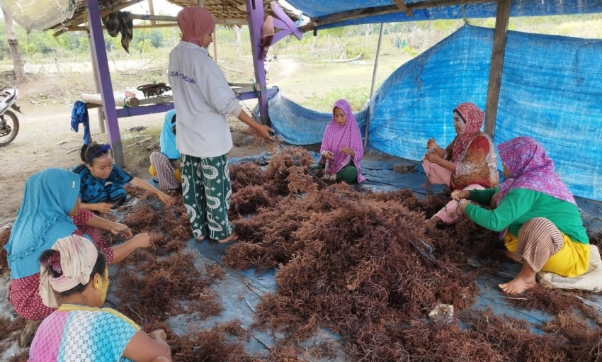 Indonesia muốn đưa ngành chế biến rong biển lên hàng đầu thế giới