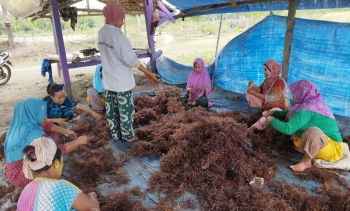 Indonesia muốn đưa ngành chế biến rong biển lên hàng đầu thế giới