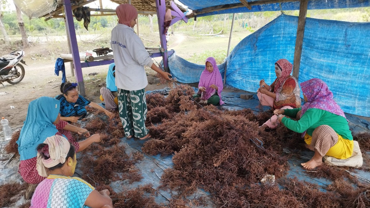 Indonesia muốn đưa ngành chế biến rong biển lên hàng đầu thế giới