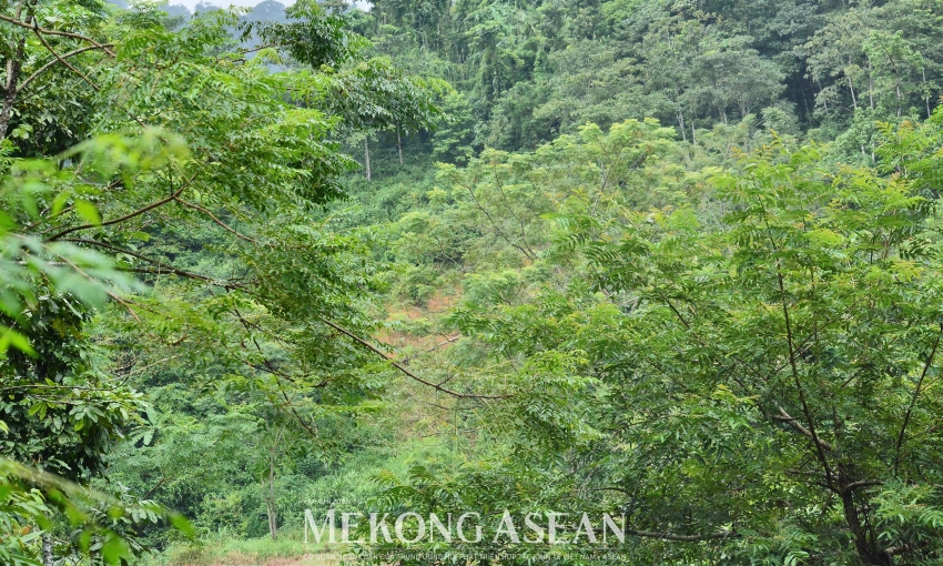 Mục tiêu xuất khẩu lâm sản đạt trên 20 tỷ USD vào năm 2030