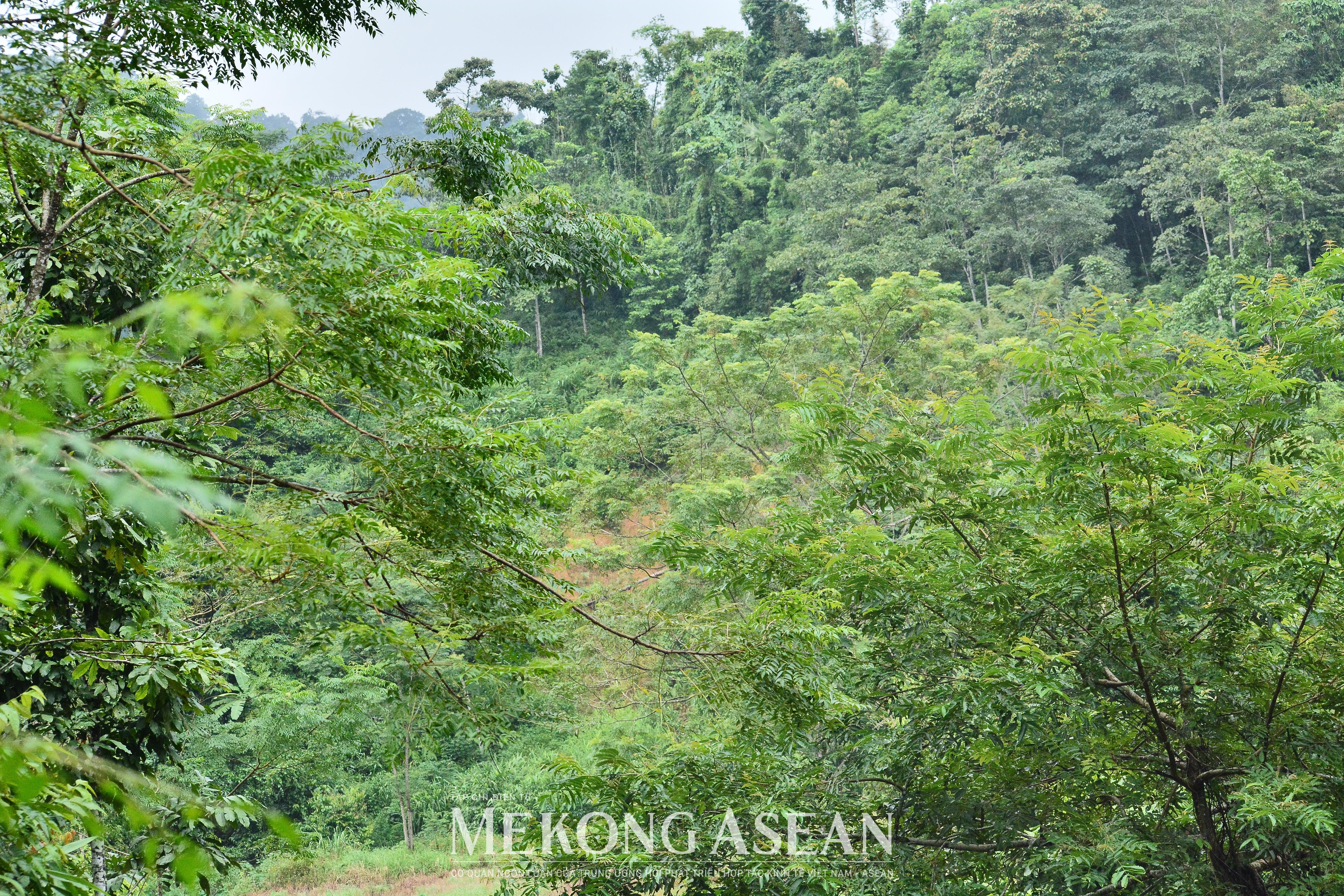 Đi tìm động lực tăng trưởng cho ngành gỗ