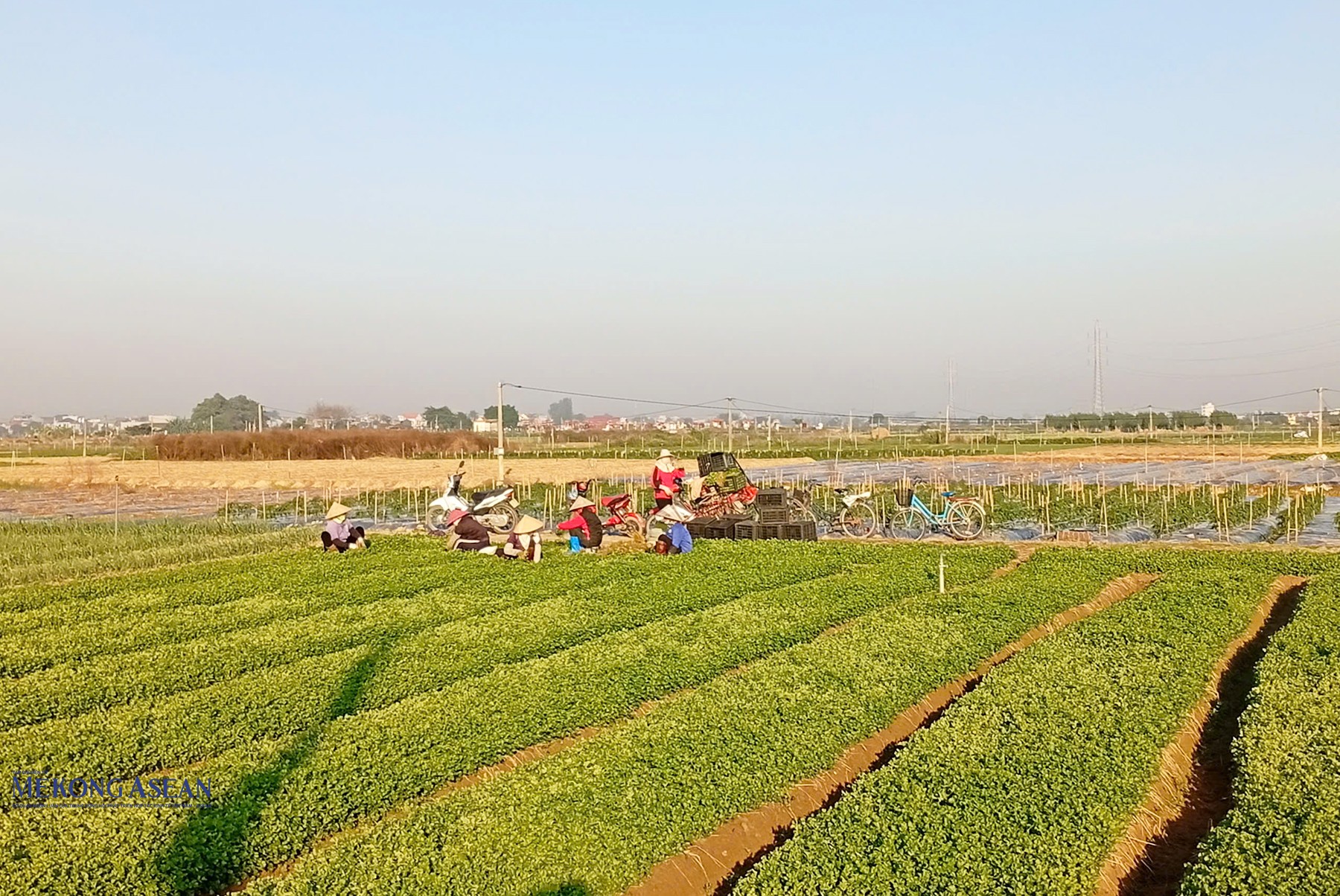 Bà con nông dân một số xã, phường của thành phố đang tích cực triển khai, sản xuất rau màu vụ đông. Ảnh: Phùng Nguyện.