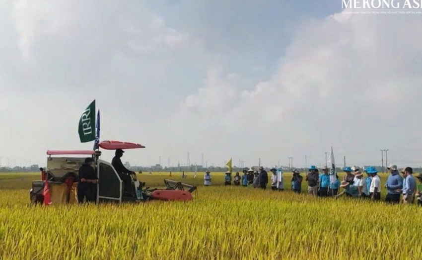 Bài toán nhân rộng mô hình lúa xanh, hiệu quả cao tại Ninh Bình