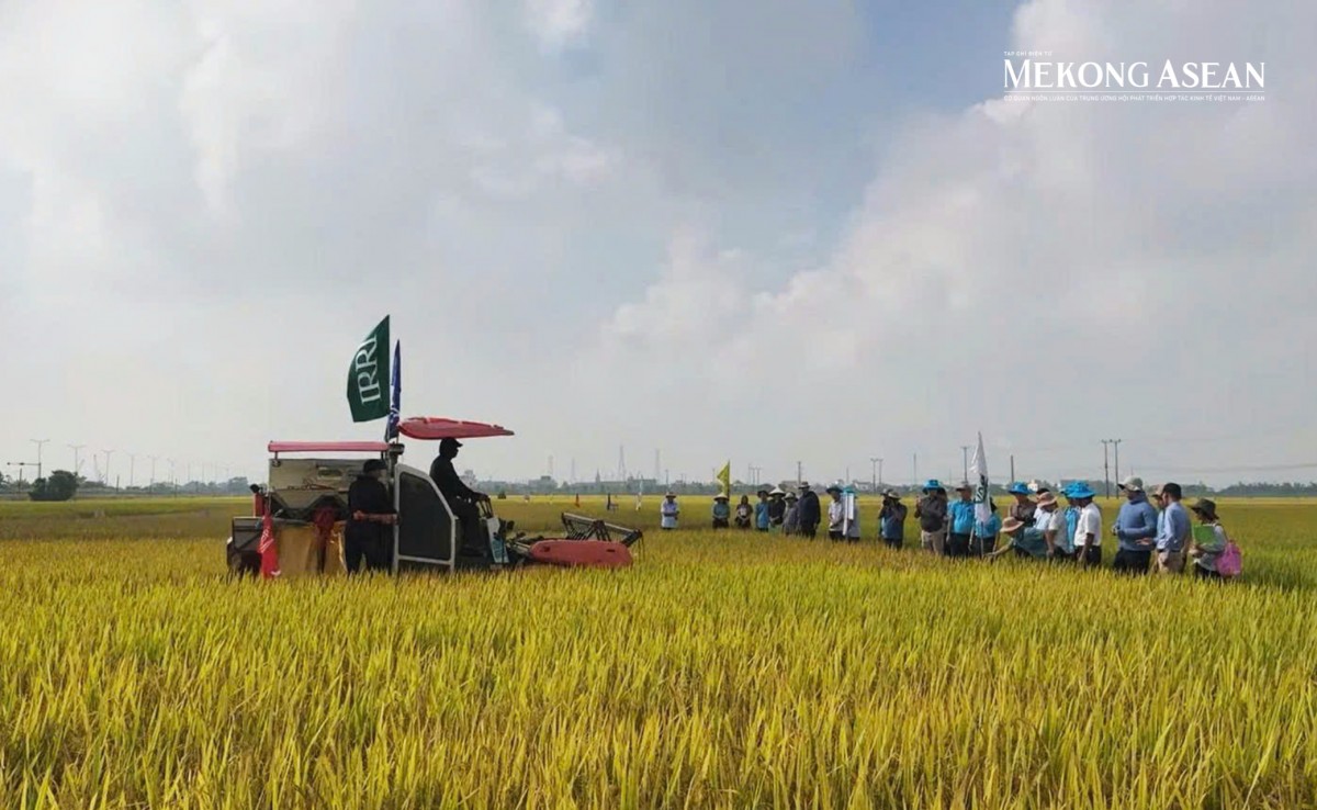 Lúa giảm phát thải cần cơ chế hỗ trợ để nhân rộng