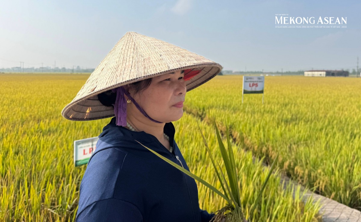 Lúa giảm phát thải cần cơ chế hỗ trợ để nhân rộng