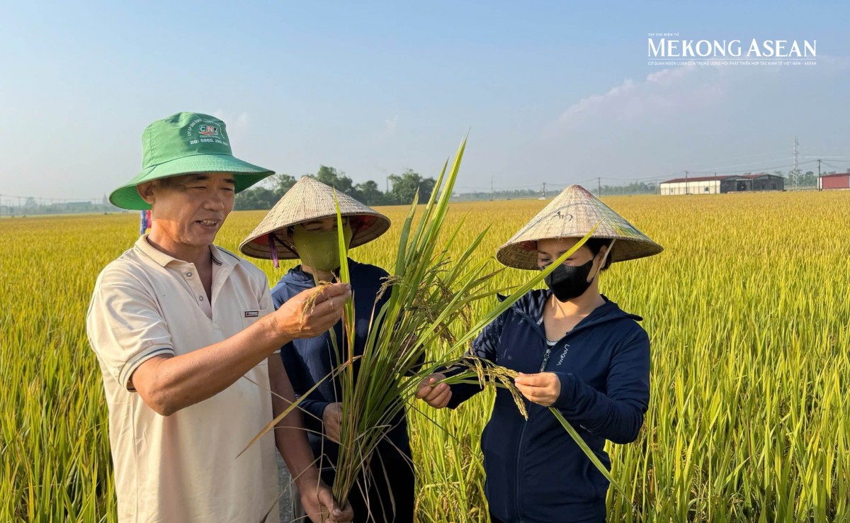 Lúa giảm phát thải cần cơ chế hỗ trợ để nhân rộng