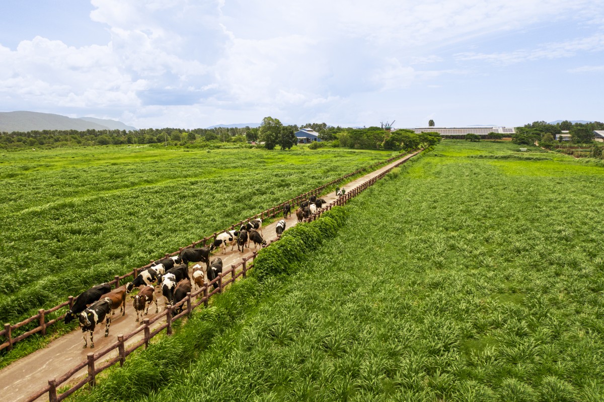 Vinamilk và hành trình 18 năm không ngừng nâng chuẩn cùng Thương hiệu Quốc gia