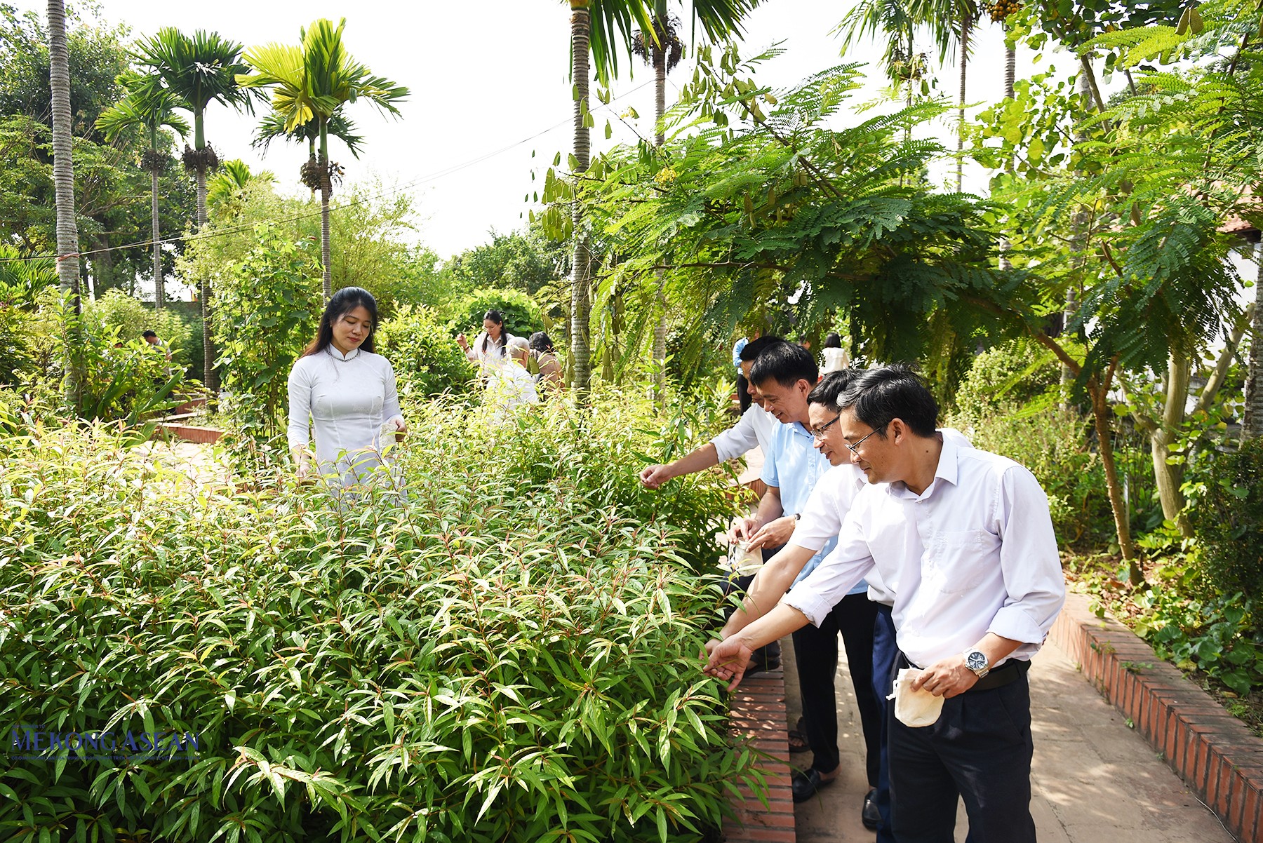 Người dân và du khách xin hái lá, cành thuốc tại vườn thuốc đền Bia. Sau đó các đại biểu, người dân và du khách đưa thuốc đã hái vào trong túi vải (do Ban tổ chức tặng) rồi đưa vào trong đền Bia dâng lên đức Thánh và xin thuốc mang về. Ảnh: Phùng Nguyện.