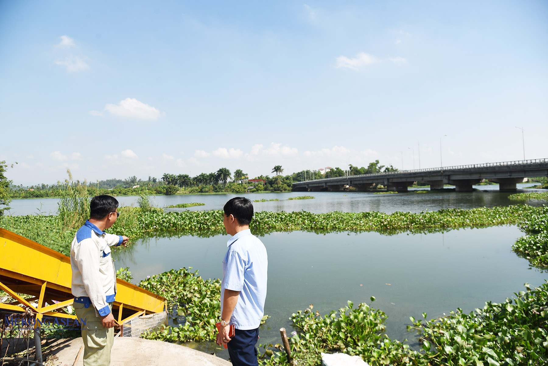 Vùng nguyên liệu bèo cạnh khu vực chăn nuôi của Hợp tác xã Đầu tư Phát triển Sông Giá. Ảnh: Phùng Nguyện.