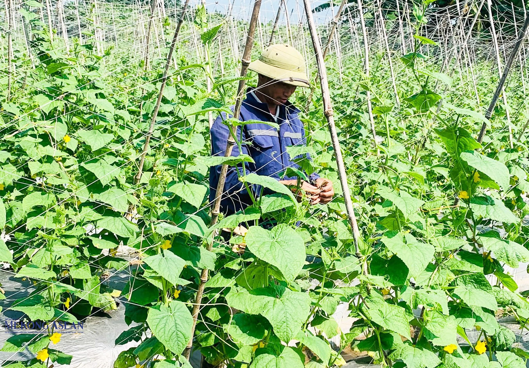 Vụ thu đông năm 2026, xã Vĩnh Thịnh phấn đấu mở rộng diện tích rau màu, nâng cao năng suất, chất lượng sản phẩm. Ảnh: vinhthinh.haiphong.gov.
