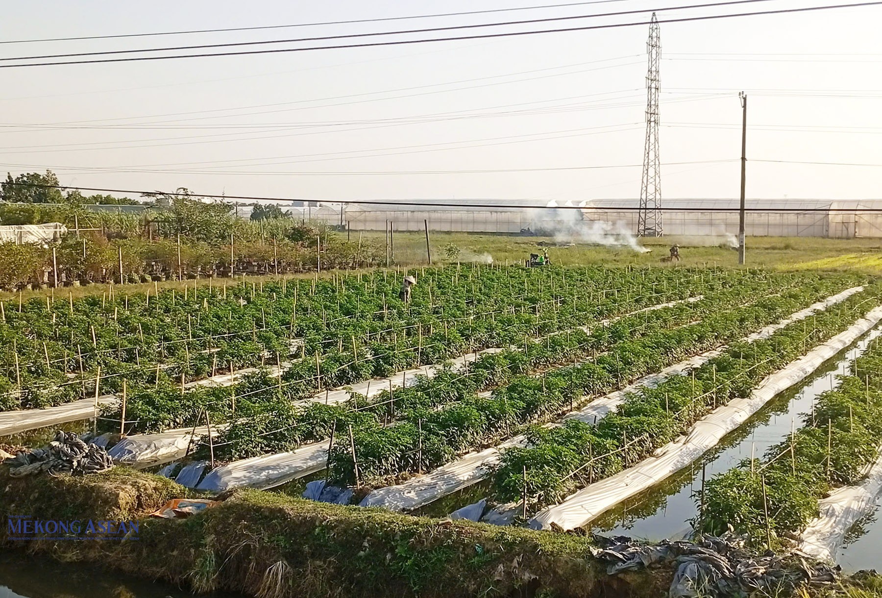 Cánh đồng rau màu vụ đông tại xã Trường Tân. Ảnh: Phùng Nguyện.