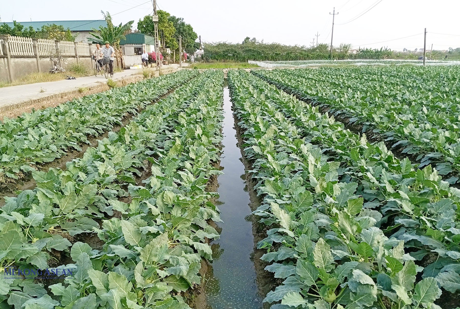 Nhiều diện tích su hào trên địa bàn xã Đại Sơn chuẩn bị cho thu hoạch. Ảnh: Phùng Nguyện.