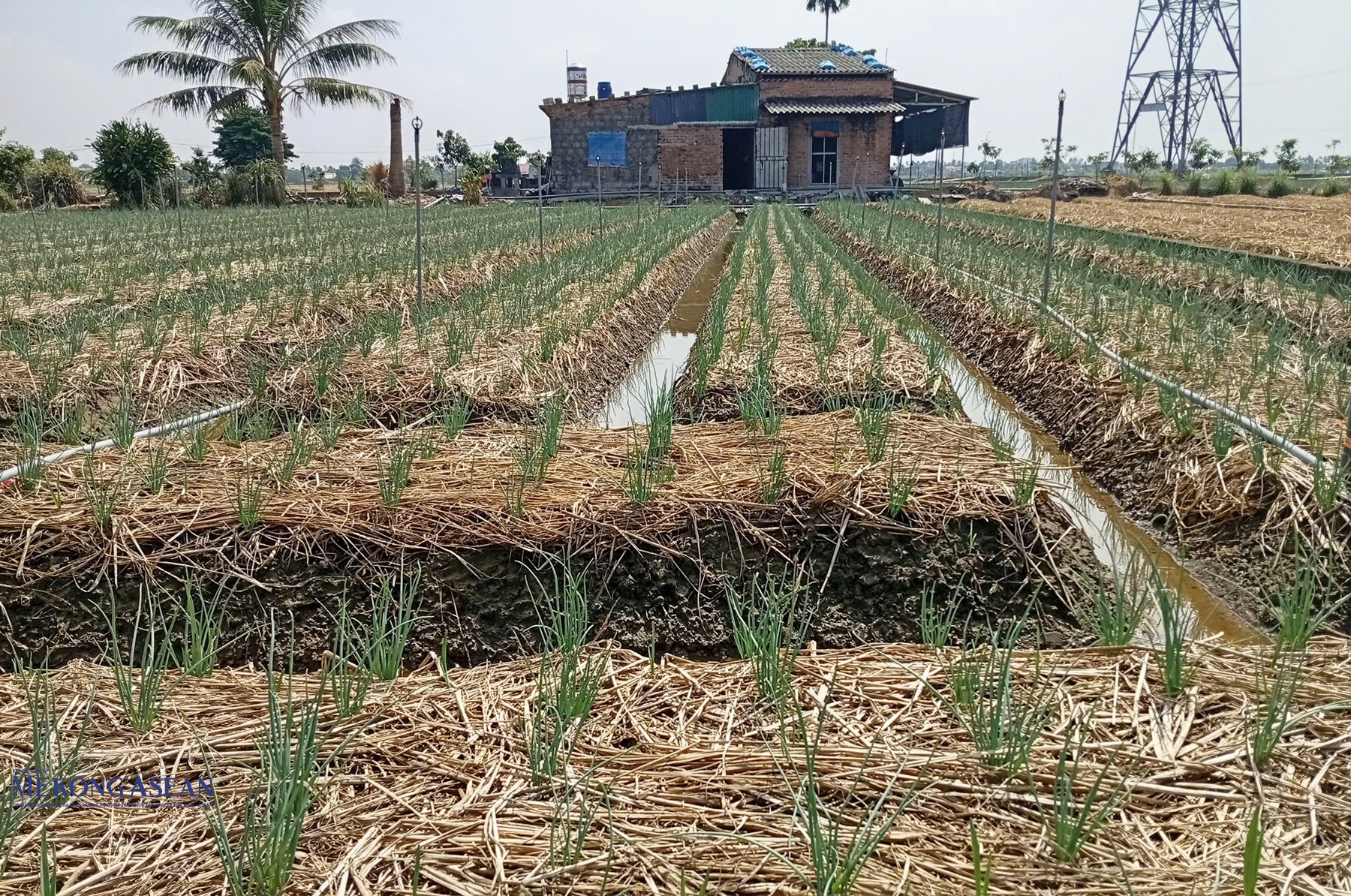 Năm nay, toàn xã Nam An Phụ có tổng diện tích cây hành khoảng 860,93 ha; cây tỏi 52 ha. Ảnh: Phùng Nguyện.