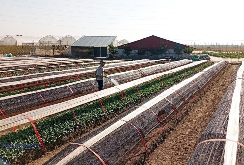 Hải Phòng khẳng định vị thế cây rau màu vụ đông