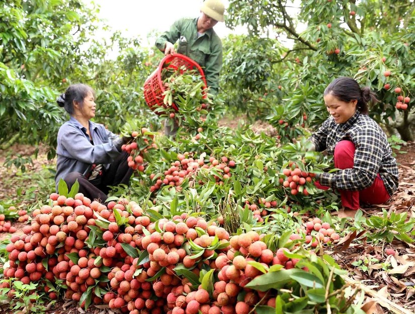 Vải thiều Lục Ngạn đ&atilde; được bảo hộ chỉ dẫn địa l&yacute; tại Nhật Bản