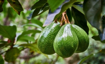 Xây dựng thương hiệu trái bơ Việt Nam tại Australia: Từ nhà hàng đến bàn ăn