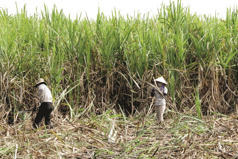 Ng&agrave;nh m&iacute;a đường Việt Nam đang bị thu hẹp.